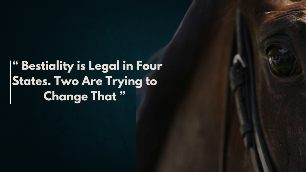 Understanding Horse Pornography Laws: Legal Penalty, Ethical Challenges, and Consequences